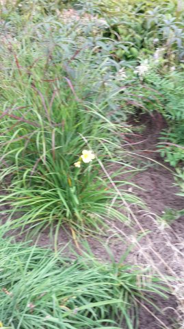 Landesgartenschau 2017